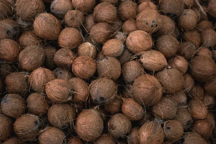 Mature organic coconuts from Pollachi farms