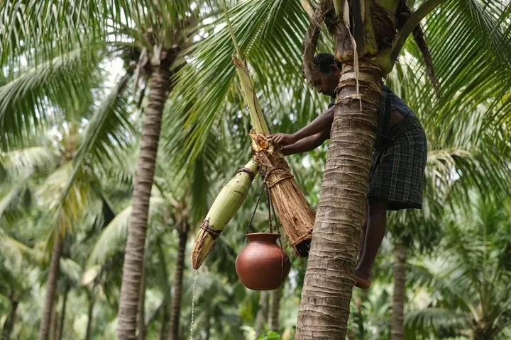 Nectar collected from a coconut blossom into a clay pot