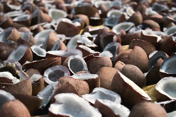 Coconut halves drying in the sun